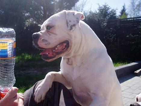 Amerikansk bulldog Amanda billede 14