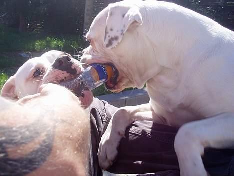 Amerikansk bulldog Amanda - At lege med far og bidde i flaske er lige i øjet!!! billede 15