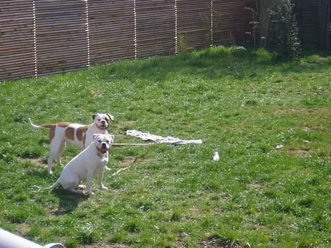 Amerikansk bulldog Amanda - I Haven billede 16