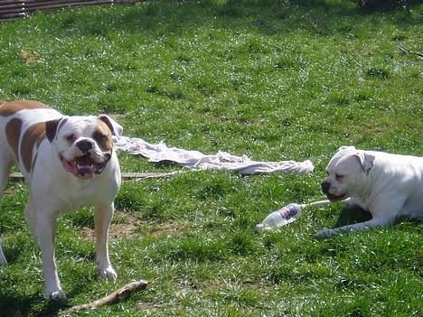 Amerikansk bulldog Amanda - I haven billede 17