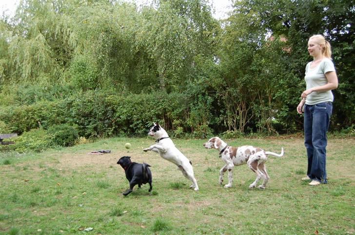 Fransk bulldog Cliff billede 15