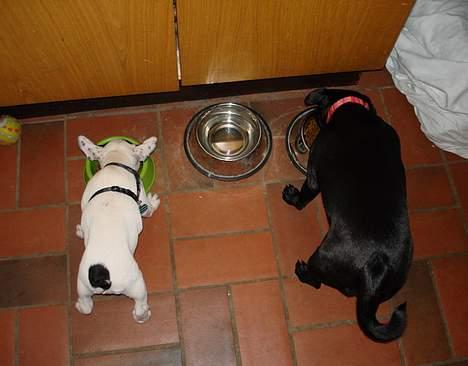 Fransk bulldog Cliff billede 16