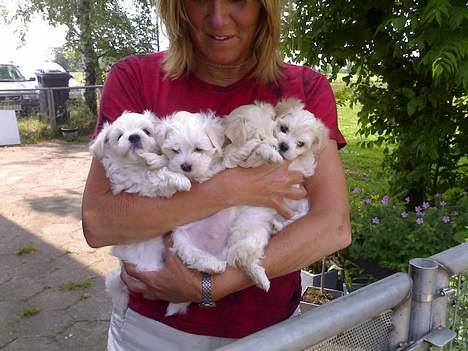 Bichon havanais Jabir's Danés Jalapeno - Penjo og hans søskende. Ca. 7uger gamle billede 9