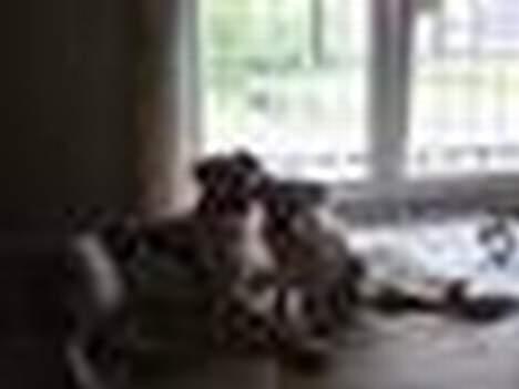 Amerikansk bulldog Jolli billede 9