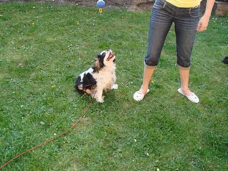 Cavalier king charles spaniel lady - jeg venter.. billede 13