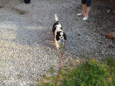 Cavalier king charles spaniel lady - så fik jeg den endelig billede 14