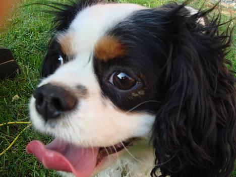 Cavalier king charles spaniel lady - Det er varmt billede 15