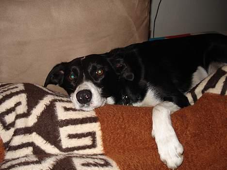 Blanding af racer Mille billede 11