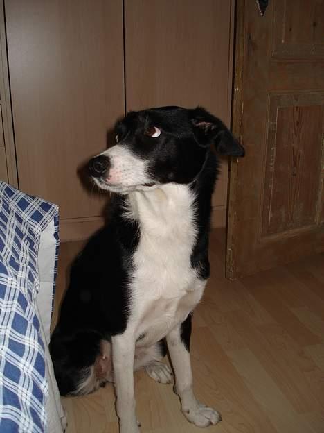 Blanding af racer Mille billede 12