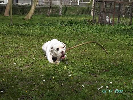 Amerikansk bulldog Kaizer - *nyt* Her ligger han så og gnaver i den mindste pind han kunne finde  billede 11