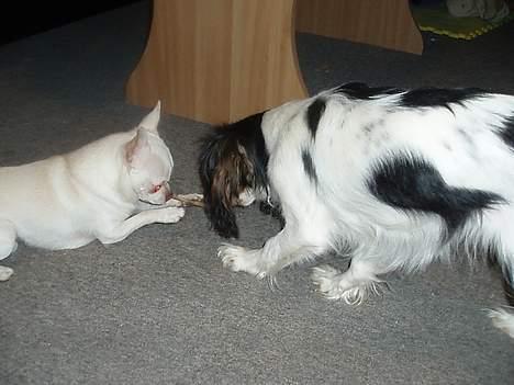 Cavalier king charles spaniel Munkebo's Fie RIP - hey hvad er du for en billede 20