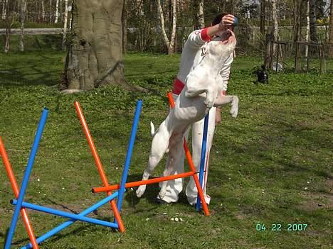 Amerikansk bulldog Kaizer - *nyt* april 2007 billede 12