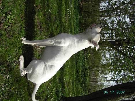 Amerikansk bulldog Kaizer - *nyt* april 2007  billede 13