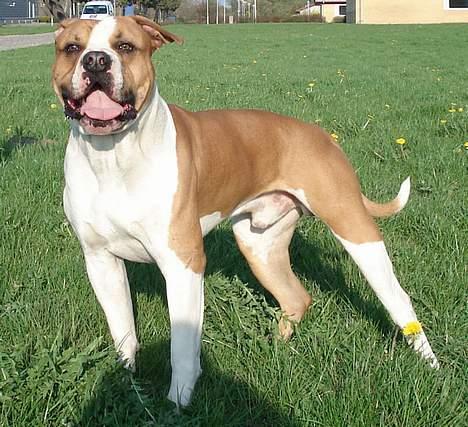 Amerikansk bulldog Holmegaards Scheik billede 10