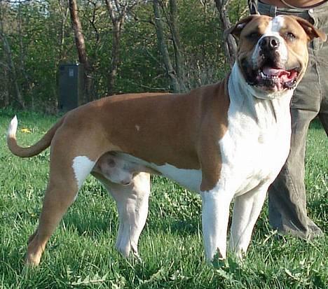 Amerikansk bulldog Holmegaards Scheik billede 11