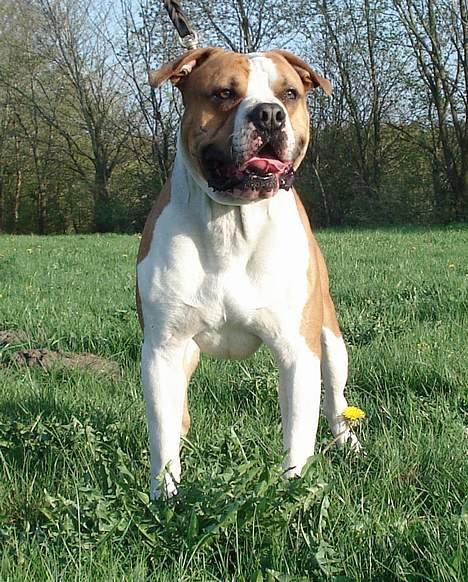 Amerikansk bulldog Holmegaards Scheik billede 12