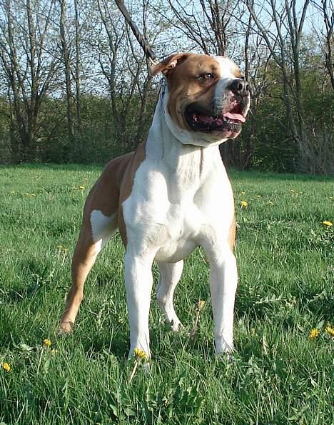 Amerikansk bulldog Holmegaards Scheik billede 13