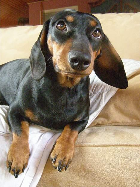 Gravhund gertrud - nååååeee så sød hun er den lille snuske billede 19