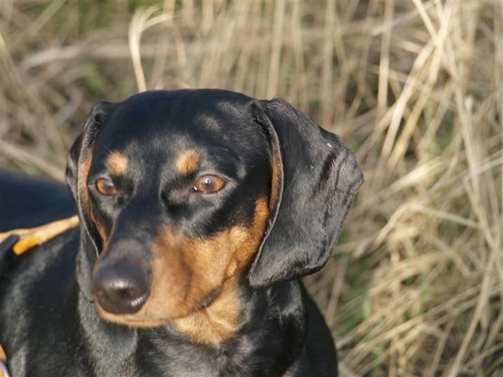 Gravhund gertrud - Gertrud skuer udover de fynske stepper billede 20