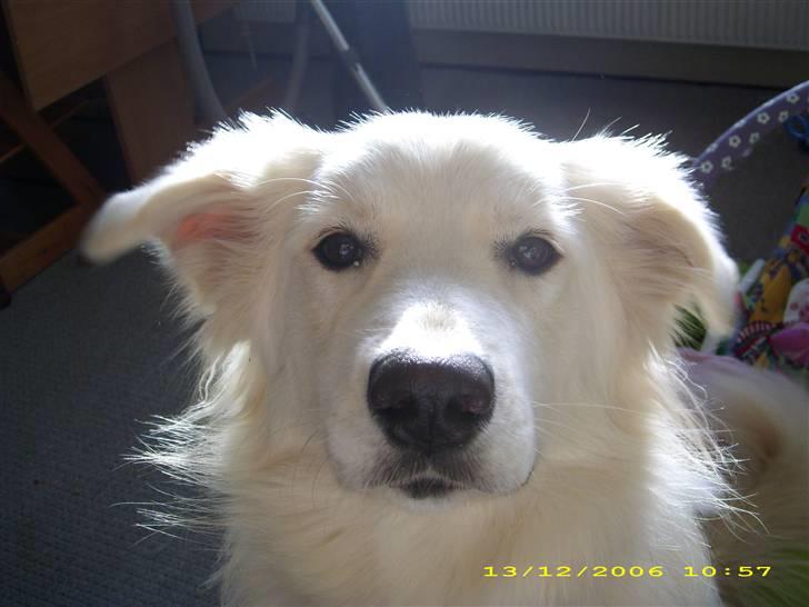 Blanding af racer nikita billede 1