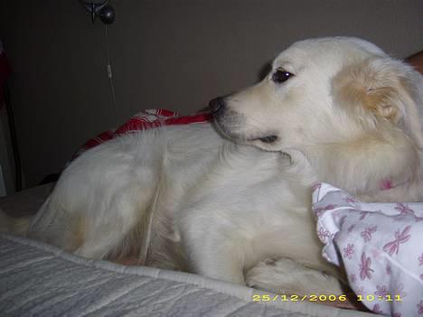 Blanding af racer nikita billede 2