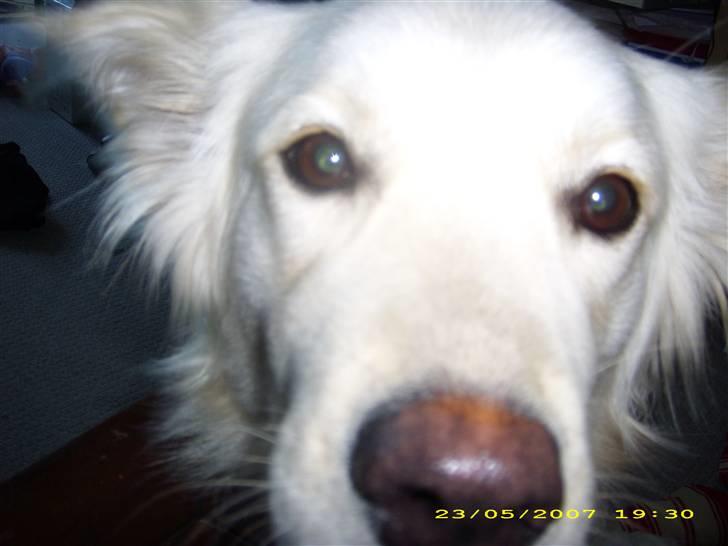 Blanding af racer nikita billede 3