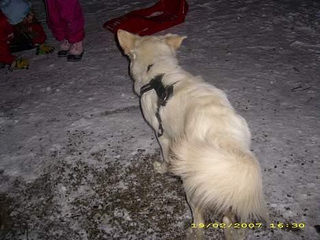 Blanding af racer nikita billede 4