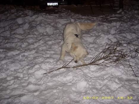 Blanding af racer nikita billede 5