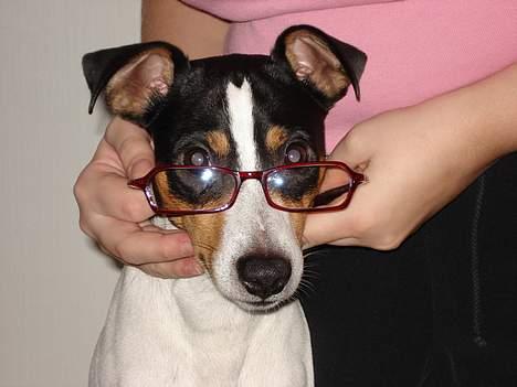 Dansk svensk gaardhund Frygtløs billede 5