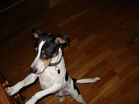 Dansk svensk gaardhund Frygtløs billede 6