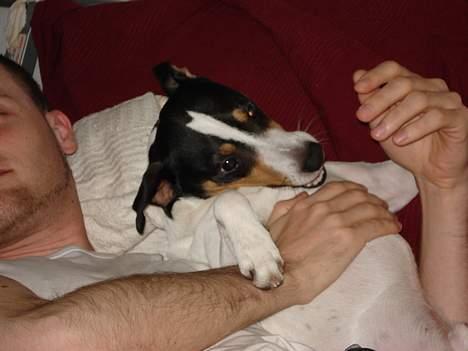 Dansk svensk gaardhund Frygtløs billede 7