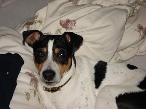 Dansk svensk gaardhund Frygtløs billede 8