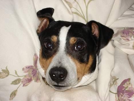 Dansk svensk gaardhund Frygtløs billede 9