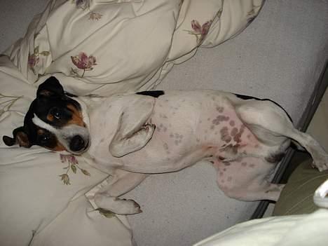 Dansk svensk gaardhund Frygtløs billede 10