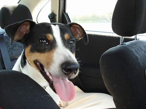 Dansk svensk gaardhund Frygtløs billede 11