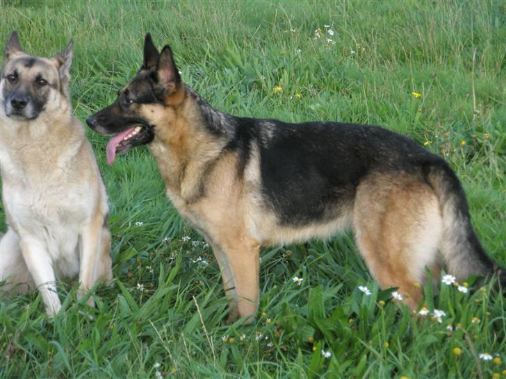 Schæferhund tessa - er jeg ikke bare sød  billede 1