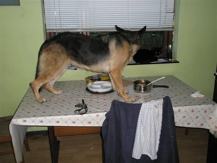 Schæferhund tessa billede 2