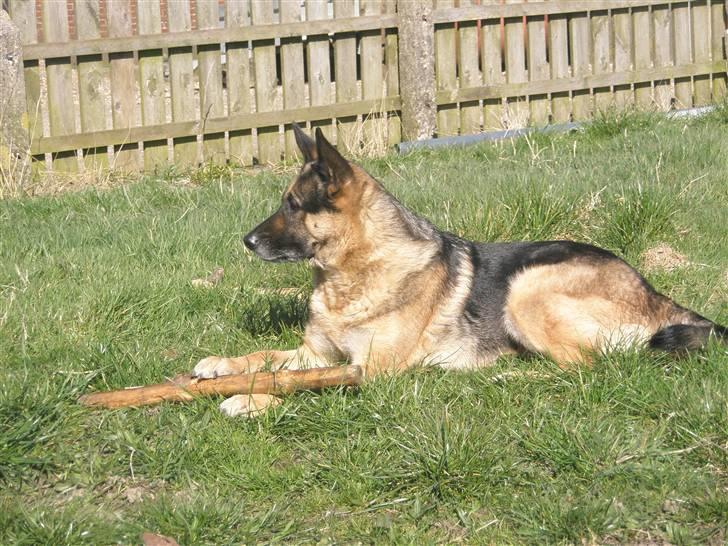 Schæferhund tessa billede 4