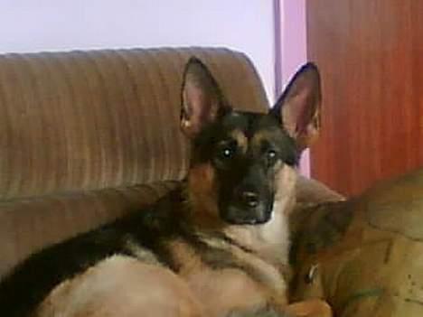 Schæferhund tessa billede 5