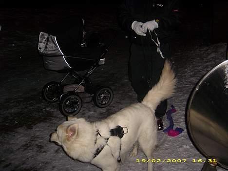 Blanding af racer nikita billede 6