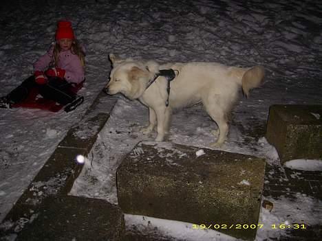 Blanding af racer nikita billede 7