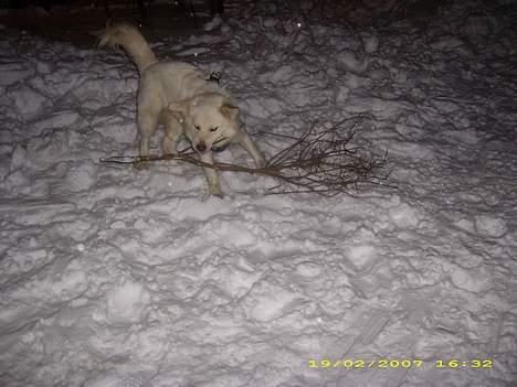 Blanding af racer nikita billede 8