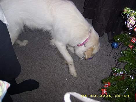 Blanding af racer nikita billede 9