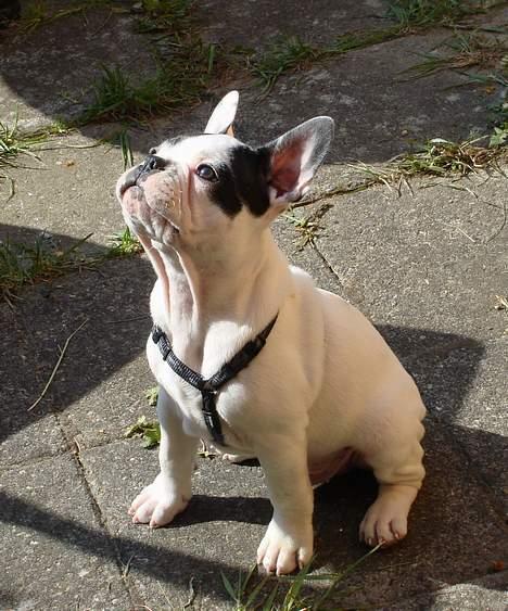 Fransk bulldog Cliff billede 17