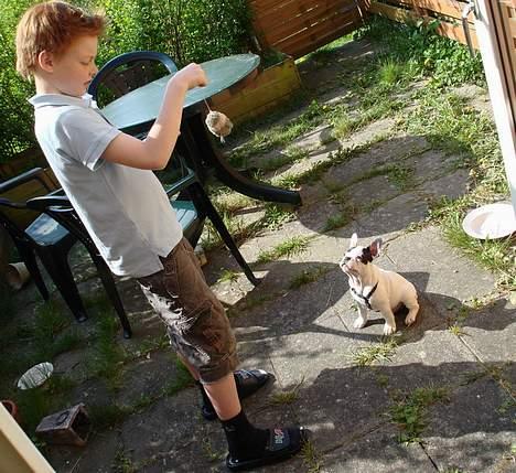 Fransk bulldog Cliff billede 18