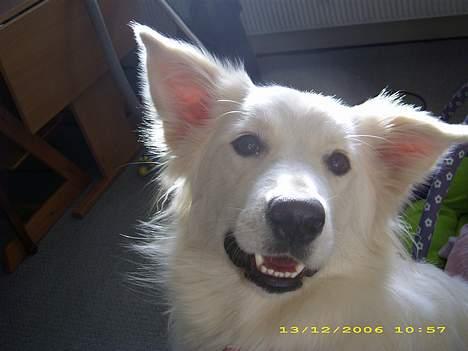 Blanding af racer nikita billede 11