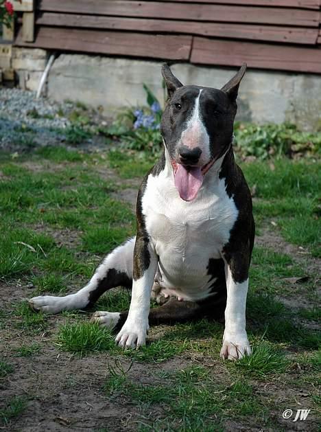 Bullterrier                     Jazzy - Jeg synes simpelthen at hun har det yndigste udtryk på dette billede :0) billede 26