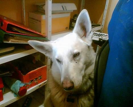 Hvid schæfer Qvikki billede 7