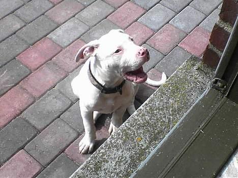 Dogo argentino MØFFE  billede 13