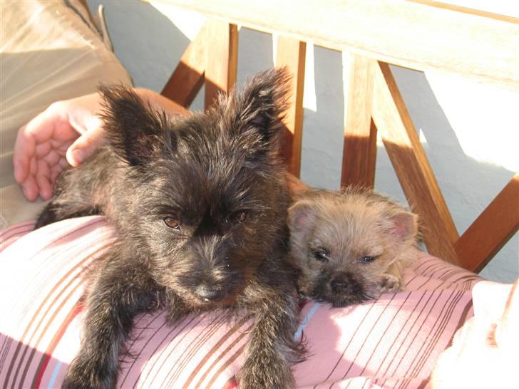 Cairn terrier Balder - Det er mig den bette til højre ; ) billede 12